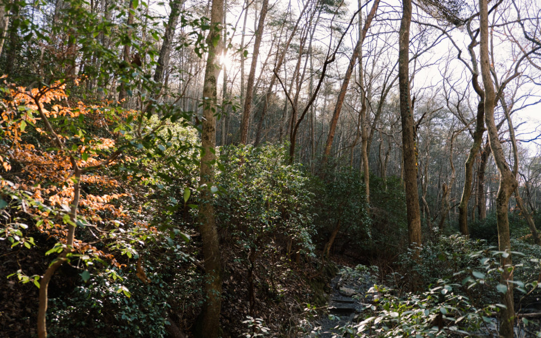 Hiking the Pine Mountain Trail West Loop